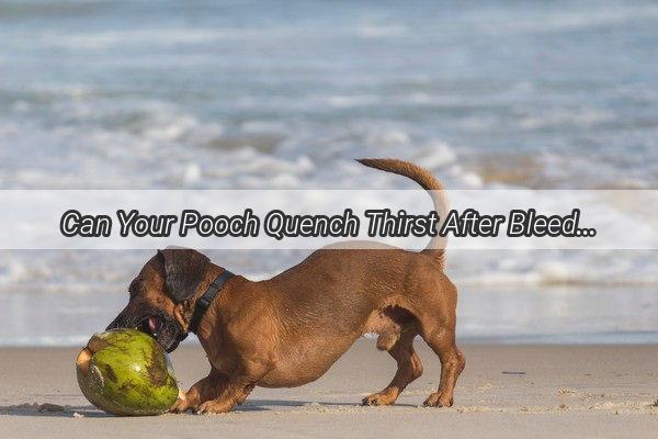 Can Your Pooch Quench Thirst After Bleeding A Comprehensive Guide to PostBleeding Hydration for Dogs